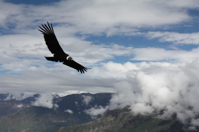 AVES DE LOS ANDES (OUTDOOR)