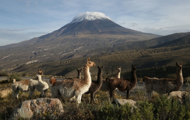 AREQUIPA, RESERVA NACIONAL (EXTENSION) 