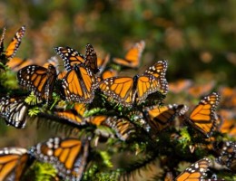 2026 MARIPOSA MONARCA