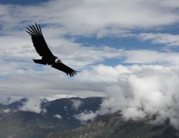 AVES DE LOS ANDES (OUTDOOR)