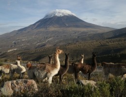 AREQUIPA, RESERVA NACIONAL (EXTENSION) 